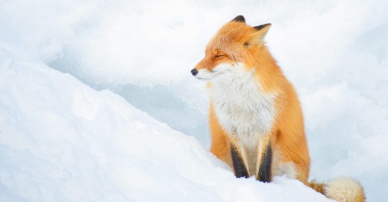 The Little Foxes That (Try To) Ruin Christmas - Encouragement for Today - December 12, 2025 - Encouragement for Today Daily Devotional from Proverbs 31