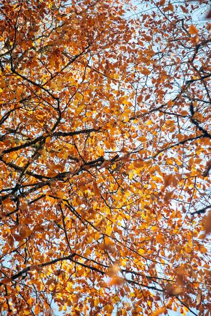 Ezra Chapter 5 – KJV Bible Studies.net Picture