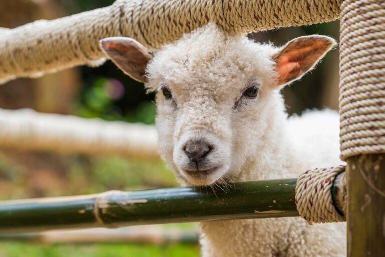 Like a Lamb (February 17)