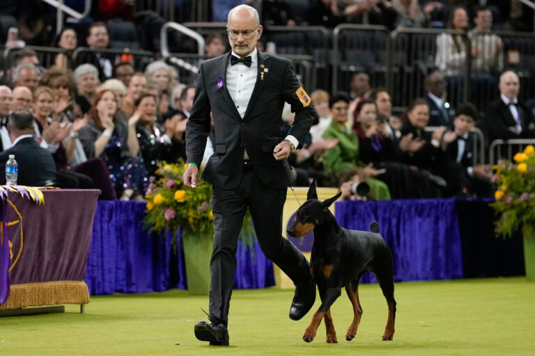 Penny the Doberman Pinscher Wins the 150th Westminster Dog Show