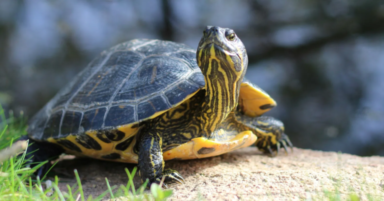 Do Humans and Turtles Share “Key Brain Function” Going Back 320 Million Years?