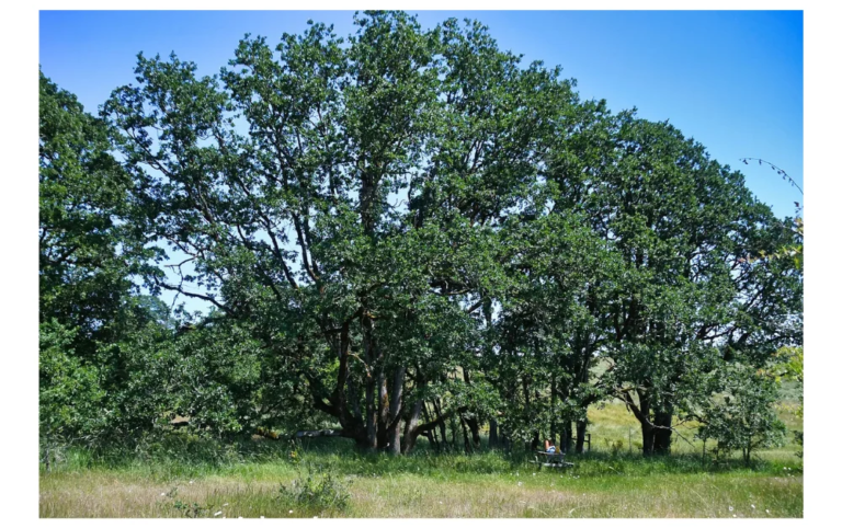 Eloheh: Sacred Disruption and the Harmony Way