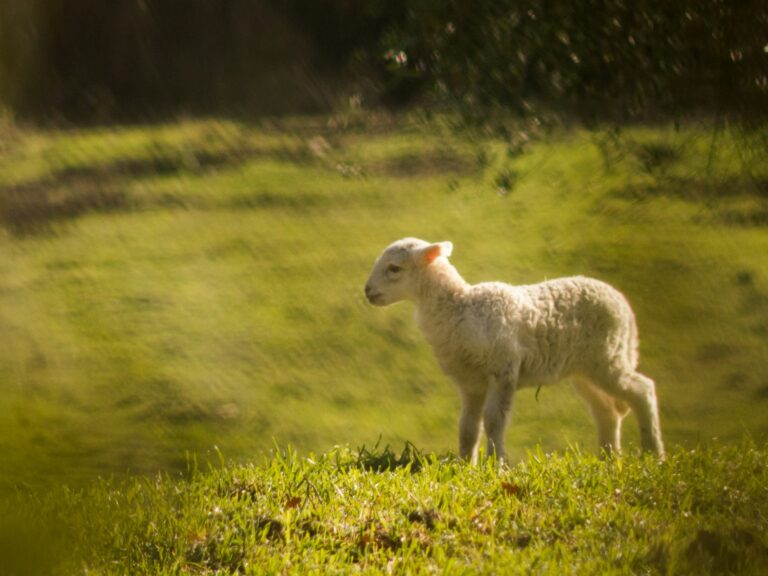 An Old Story Becomes a New Story — Today Daily Devotional