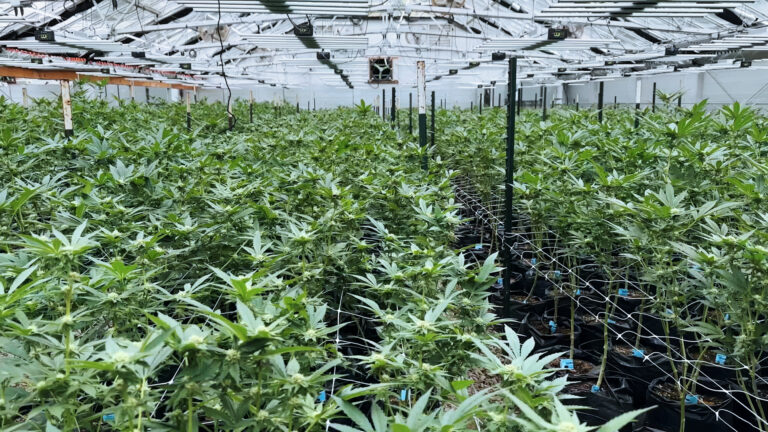 Potent Pot Fuels Psychotic Episodes, ER Visits: 'America Has a Marijuana Problem'