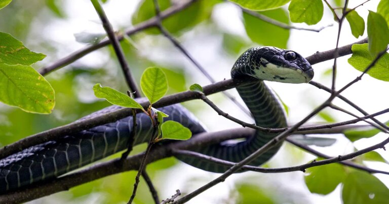 Snakes of Northern Kentucky | Answers in Genesis Snakes of Northern Kentucky | Answers in Genesis