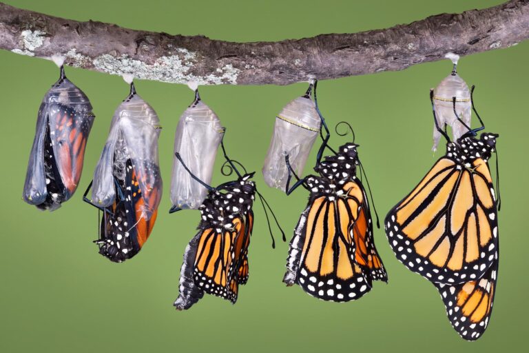 Metamorphosis (May 9)