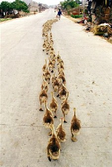 June 10th Chronological Bible Readings – Chronological Bible Blog Ducks