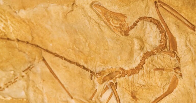 Can a Hypothetical Dino with Wings Fly? Can a Hypothetical Dino with Wings Fly?