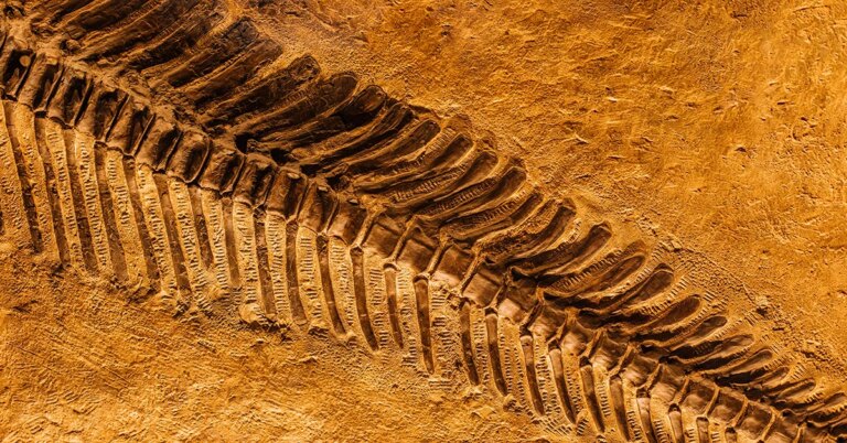 Scientists Found Soft Tissues and Biochemicals in “Ancient” Fossils!