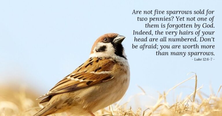 Today's Verse - Luke 12:6-7