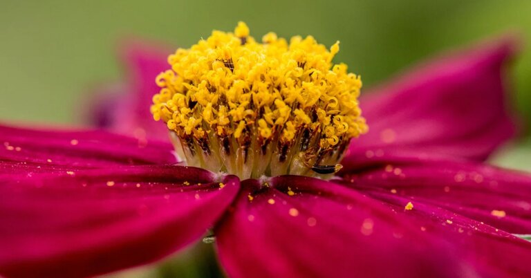 What Forensic Pollen Evidence Reveals About God’s Design What Forensic Pollen Evidence Reveals About God’s Design